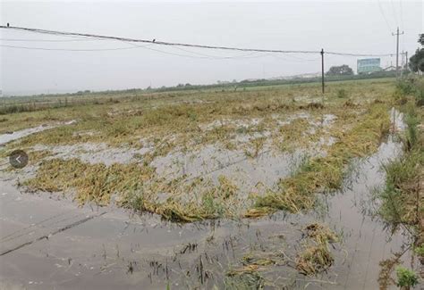 辽宁强降雨致417公顷农作物受灾，12座水库正在泄洪