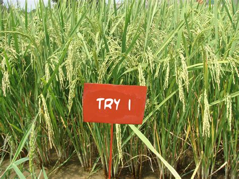 Tamil Nadu Varieties