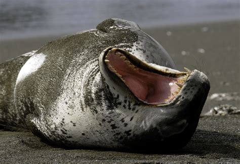Crabeater Seal Teeth