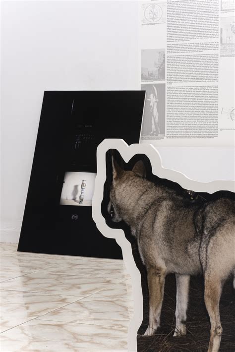 El blanco óptico, 2023 – sofía alemán