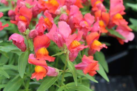 Deer Resistant Annuals