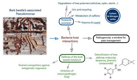 A New Perspective of Pseudomonas—Host Interactions: Distribution and ...