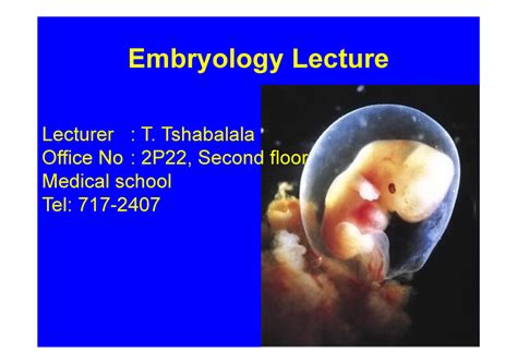 Image result for Third Week of Embryonic Development