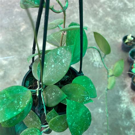 Hoya Parasitica Splash / Heart Leaves – GardenGlow