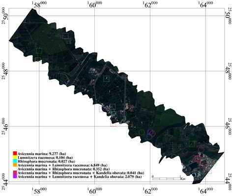 Mapping Pure Mangrove Patches in Small Corridors and Sandbanks Using ...