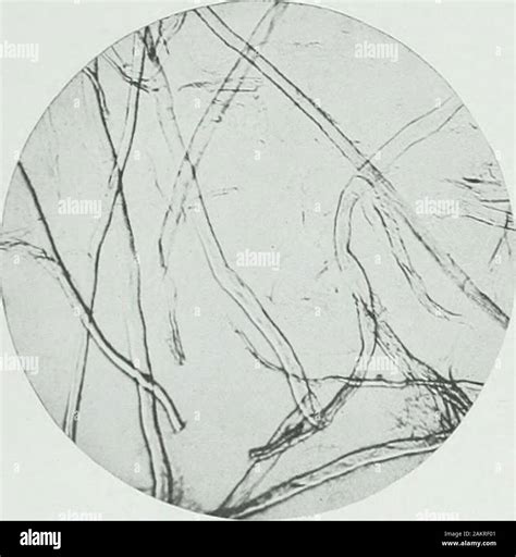 Paper under microscope hi-res stock photography and images - Alamy