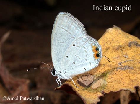 Vidya Prasarak Mandal - vpmthane.com