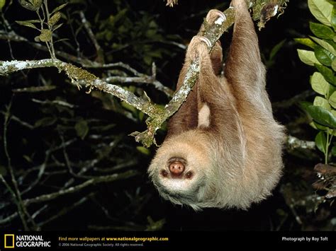 Image result for Sloth Falling