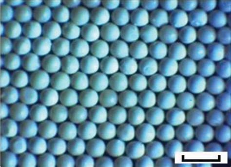 Image result for Scale Bar Microscope