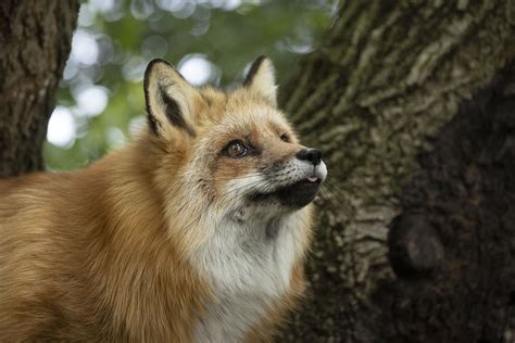 Image result for Human Wolves 1914