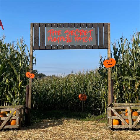 PUMPKIN PICKING @ THE SECRET PUMPKIN PATCH, Holmes Chapel road, WA16 ...