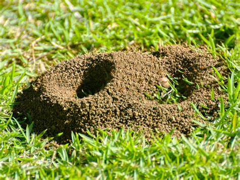 Expert Tips: How Do I Kill Ants In My Yard Effectively.