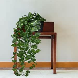 Buy Asharya® Artificial Money Plants 30 Leaves Creeper Bail for ...
