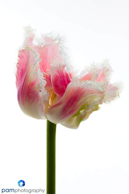 Photography Project: Processing a flower three ways – pamphotography