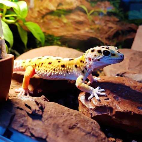 Leopard Gecko Care Guide – Best Beginner Tips (2025)