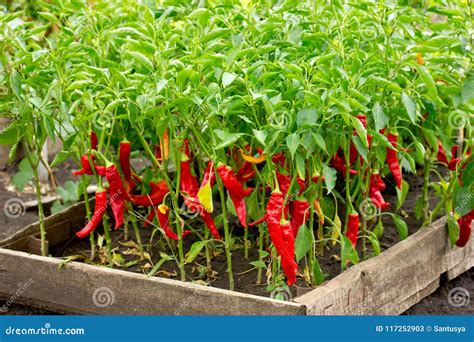 Chili Peppers Growing Plants - Chili Pepper, Hot Pepper Stock Image ...