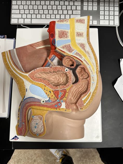 Image result for Male Reproductive Lab Model