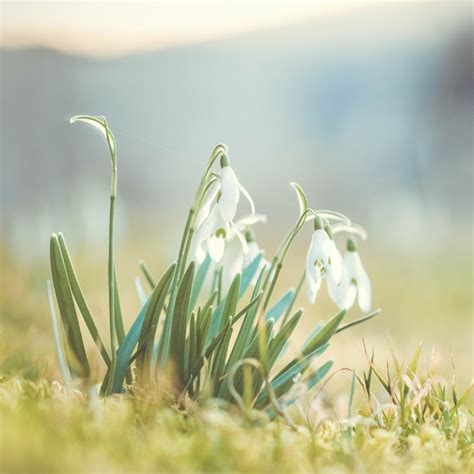January Birth Flower Snowdrop