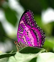 Image result for Pretty Pink Butterfly with Bunny