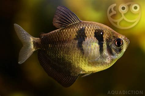 Black Widow Tetra - Gymnocorymbus ternetzi Fish Profile & Care Guide