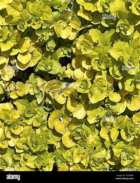 Creeping jenny ground cover hi-res stock photography and images - Alamy