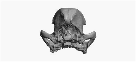 French bulldog skull 01 3D model - TurboSquid 1535532