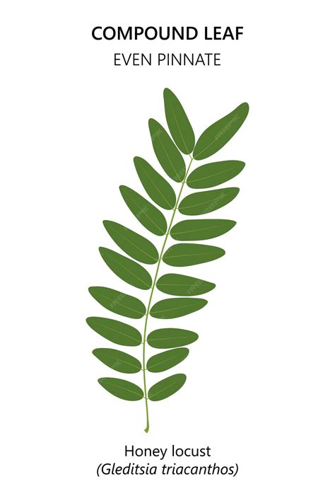 Premium Vector | Compound leaf Honey locust Gleditsia triacanthos ...