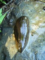 → leech, traduction en français, phrases dexemple, anglais - français ...