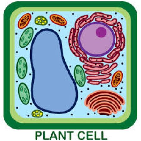 Plant cell Labels Diagram | Quizlet