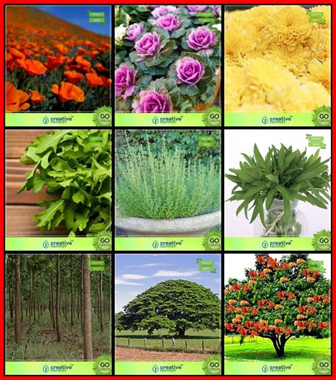 Creative Farmer Air Purifying Plants Combo Flower Seeds and Tree Seeds ...