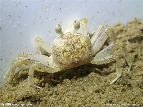 小螃蟹摄影图__海洋生物_生物世界_摄影图库_昵图网nipic.com