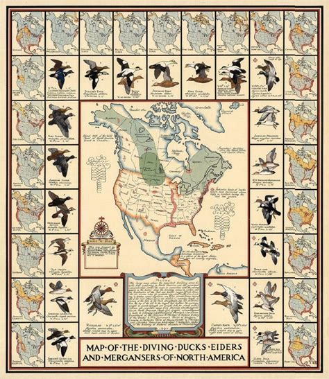 Map of the Diving Ducks, Eiders, and Mergansers of... - Maps on the Web