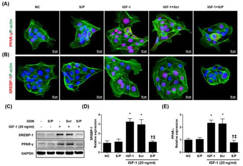 The Effects of Synthetic SREBP-1 and PPAR-γ Decoy Oligodeoxynucleotide ...