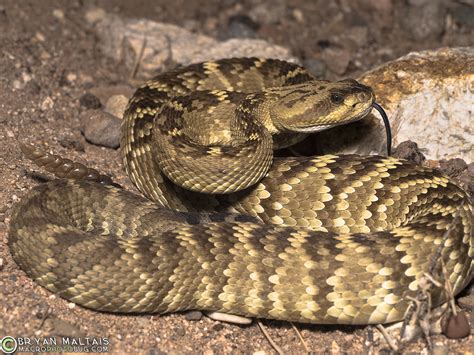 Black-tailed Rattlesnake, Tucson - Wildernessshots Photography