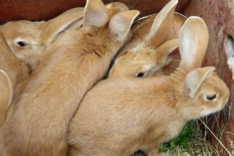 How Fast Do Rabbits Multiply 的图像结果