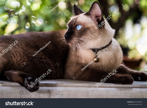 Beautiful Siamese Cat Blue Eyes Stock Photo 695018950 | Shutterstock