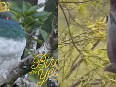 This Overly-Fluffy, Drunk & Clumsy Pigeon Is New Zealand's Bird Of The ...