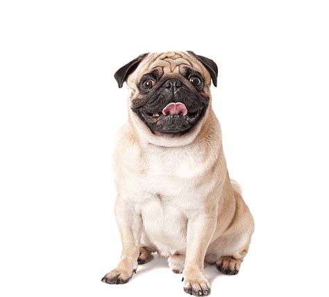 VetsNearMe | Find & Connect with Trusted Vets Online for Your Pets