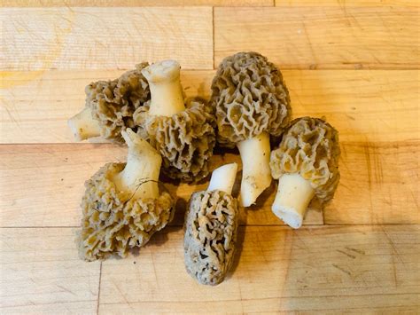 Hunting for Morels - by Jonathan Keeperman