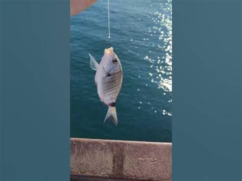 Зубарь черноморский #морскаярыбалка #рыбалка #путешествия #рекомендации ...
