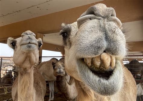 World's Largest Peninsula