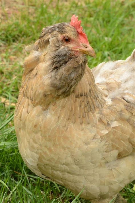 The Ultimate Guide to Easter Egger Chickens