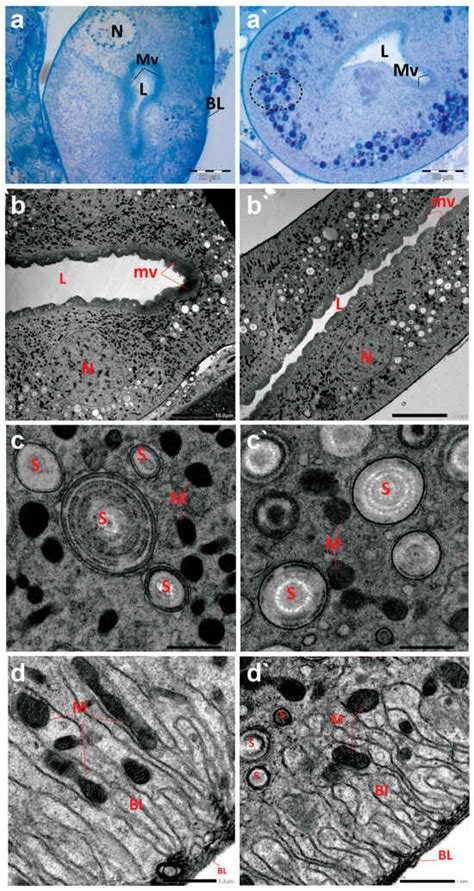 Antioxidants | Special Issue : Antioxidant Response in Aquatic Animals