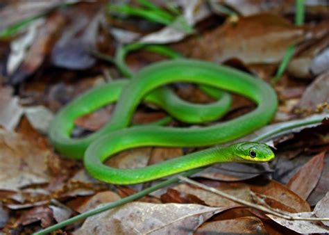 Snakes of around the world: Rough Green Snake