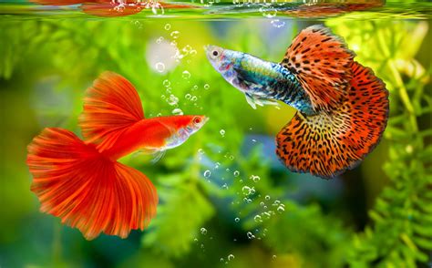 Tropical Fish Endangered at Caitlyn Tooth blog