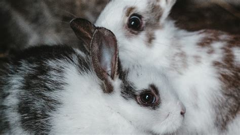 All About Rabbit Colors - Everbreed