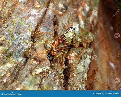 Giant Ichneumon Wasp