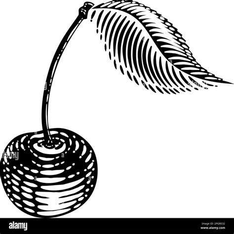 Cherry Berry Fruit Vintage Woodcut Illustration Stock Vector Image ...