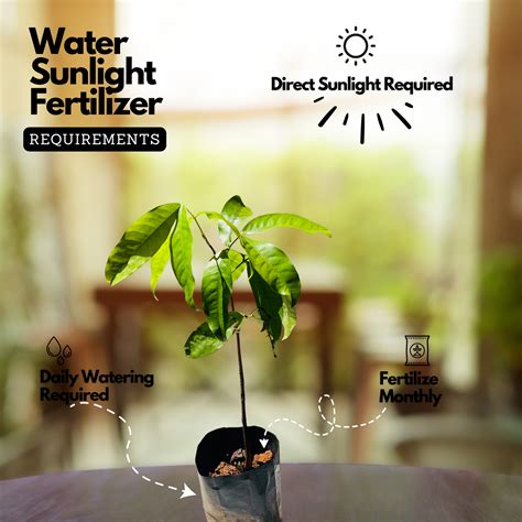 Sita Ashoka Plant / Ashoka Tree (Saraca asoca) Flowering/Ornamental Li ...