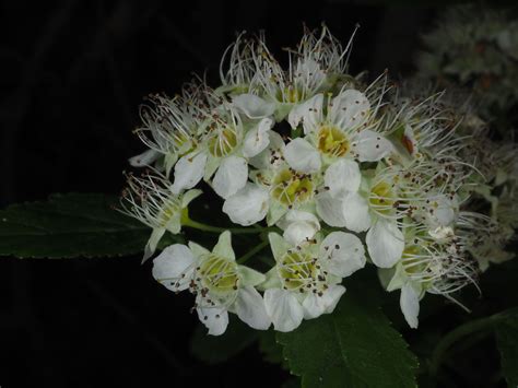 Physocarpus capitatus (Pursh) Kuntze | Plants of the World Online | Kew ...
